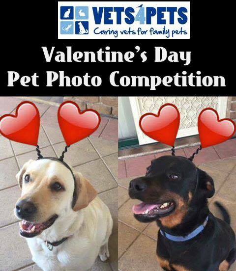 Valentine's Day pets photo contest
